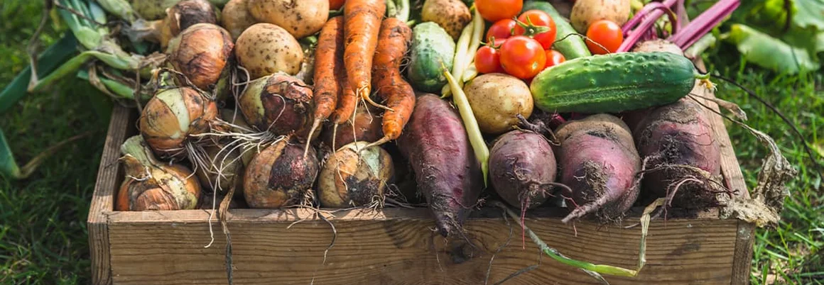 Gemüseernte in Holzkiste